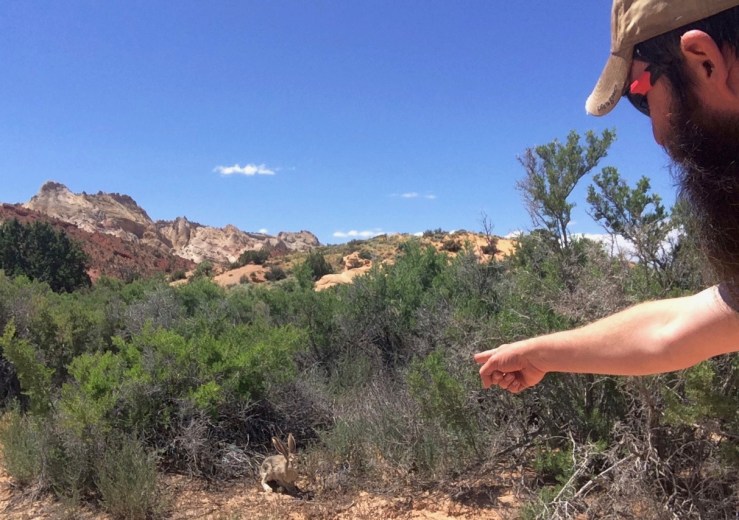 Day-018b-Black-Tailed-Jackrabbit