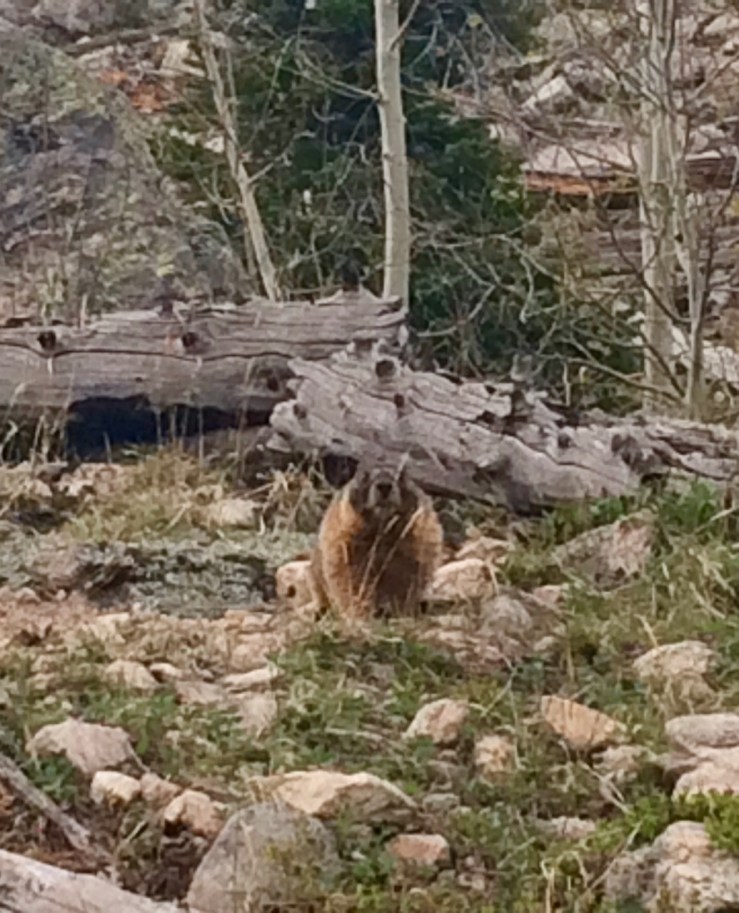 Day-035b-Yellow-Bellied-Marmot