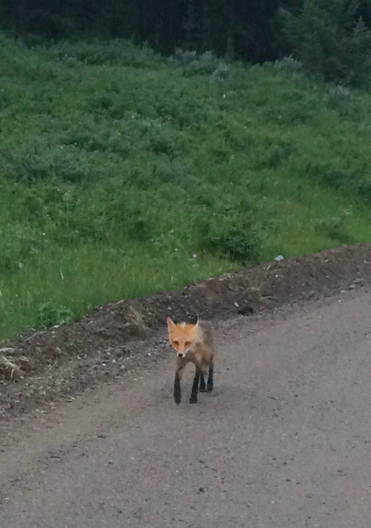 Day-041b-Fox-Head-On