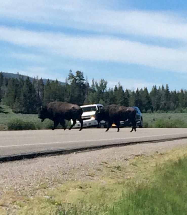 Day-045-Bison-Crossing-Two