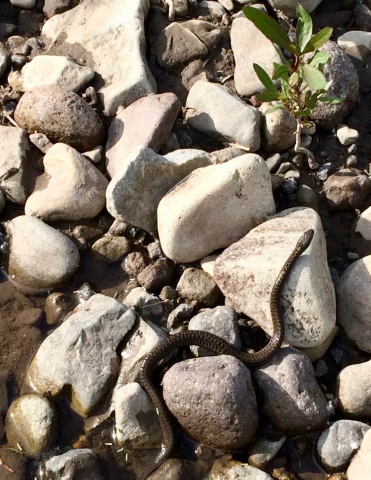 Day-056-Terrestrial-Gartersnake