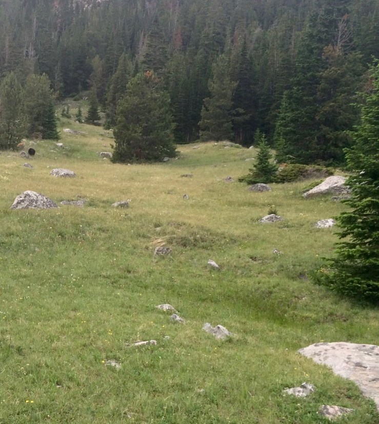 Day-065-Bear-Quinnebaugh-Meadows